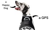 Consistent Realtime Tracking w/ Mini Collar Animal GPS Tracking Device Size:L