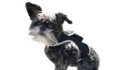 Affordable High Quality Mini GSM GPRS Pet Tracker GPS Tracking System Size:L