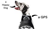 Precise Realtime Pet Tracking System w/ Pet Tracker GPS Dog Collar Tracker Size:L